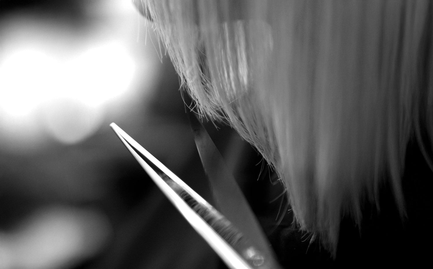 Black-and-white photograph of JAGUAR hairdressing scissors making a precise cut: extremely sharp blades glide cleanly through the hair.
