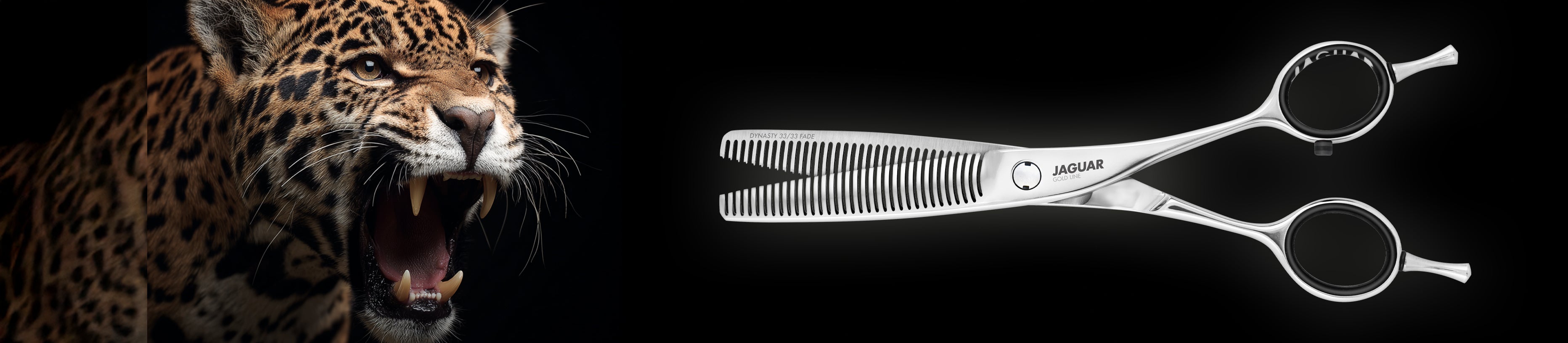 Professional JAGUAR thinning scissors DYNASTY 39 FADE next to a snarling jaguar, studio shot.